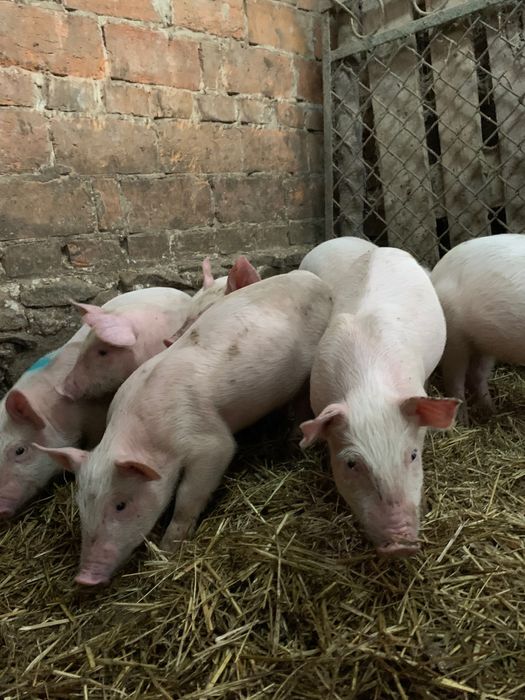 Продаються поросята