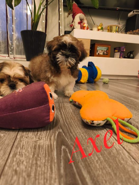 Shih Tzu - Axel - kawaler do wzięcia