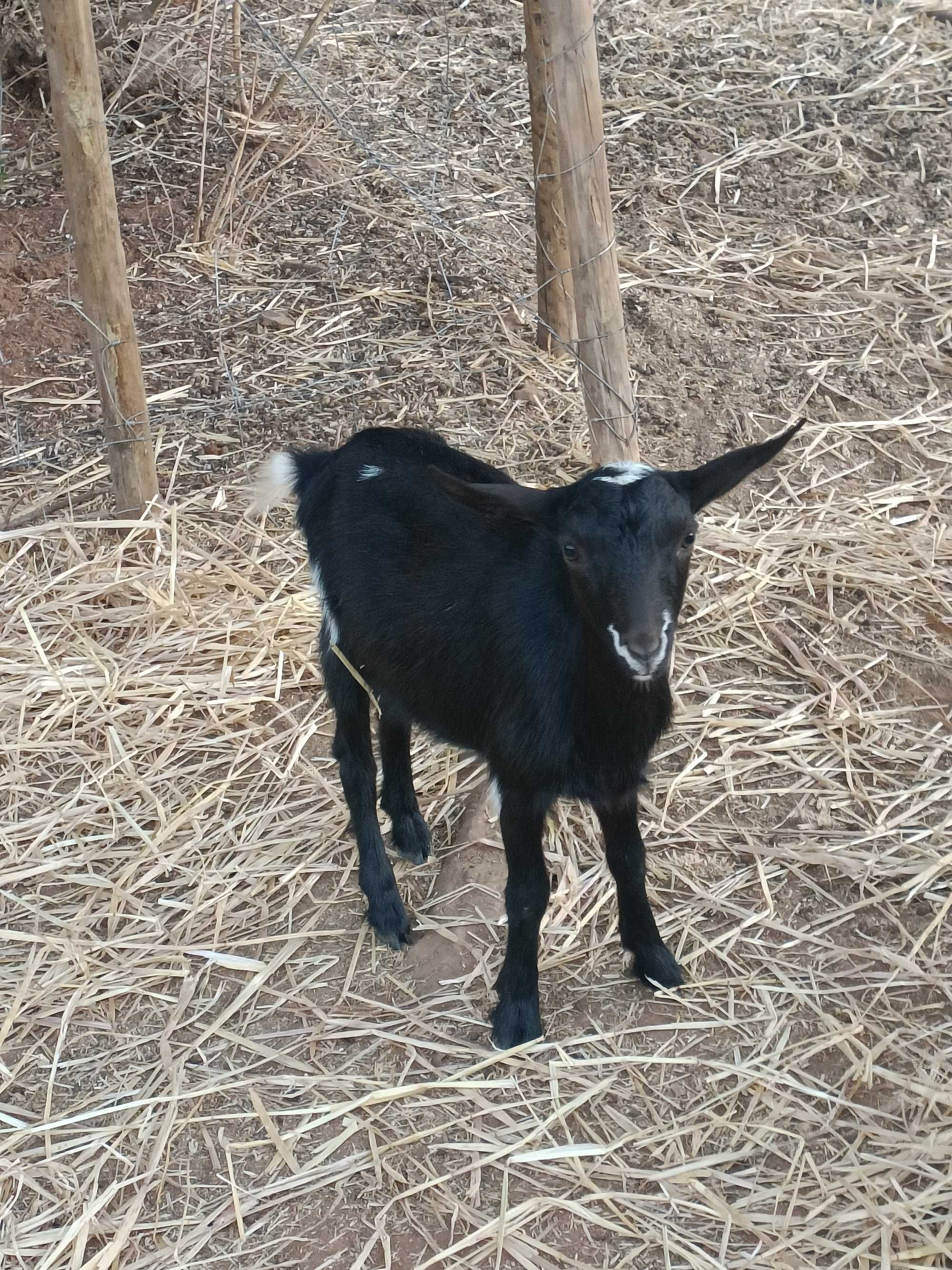 Vende-se casal de cabras (Chibos)