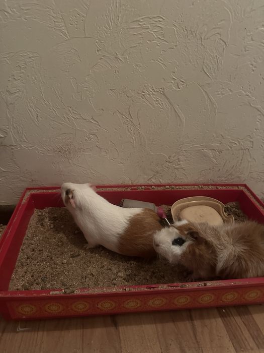 Віддам в добрі руки , 2 морські свинки + клітка безкоштовно