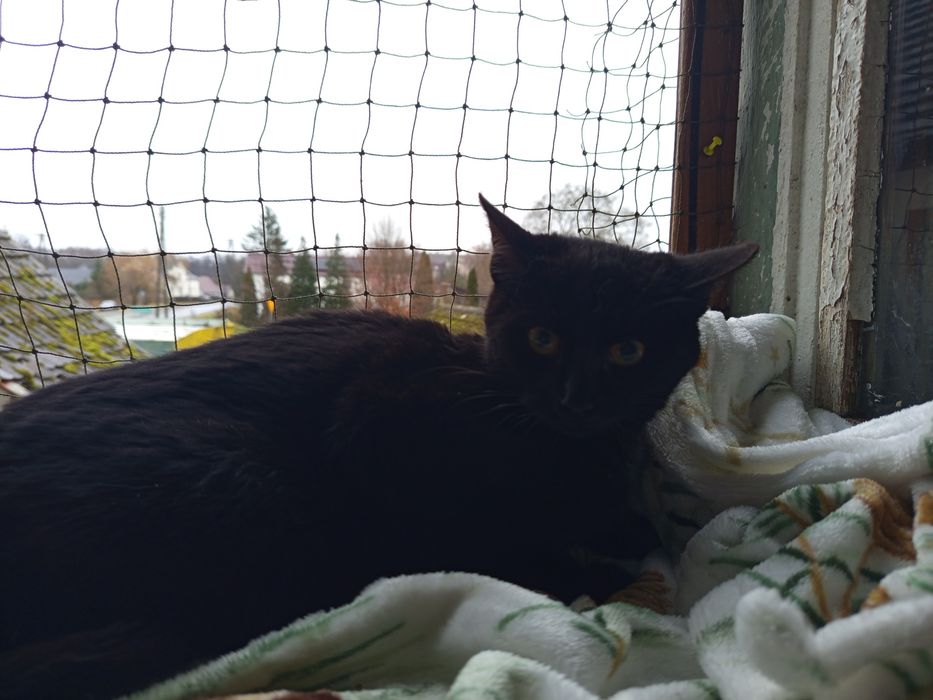 Skrzek szuka najlepszego domku < 3