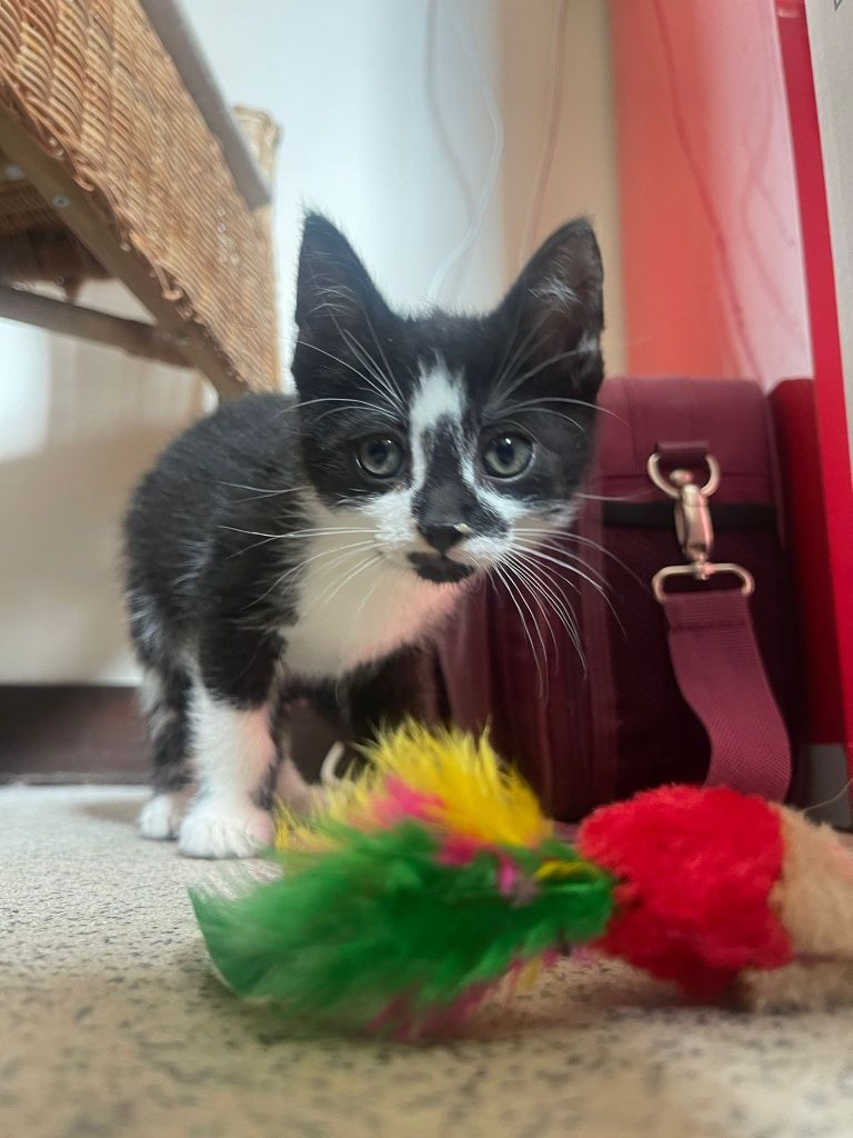 Natan I Syfon polecają się do adopcji!