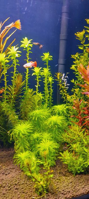 Rośliny z przycinki