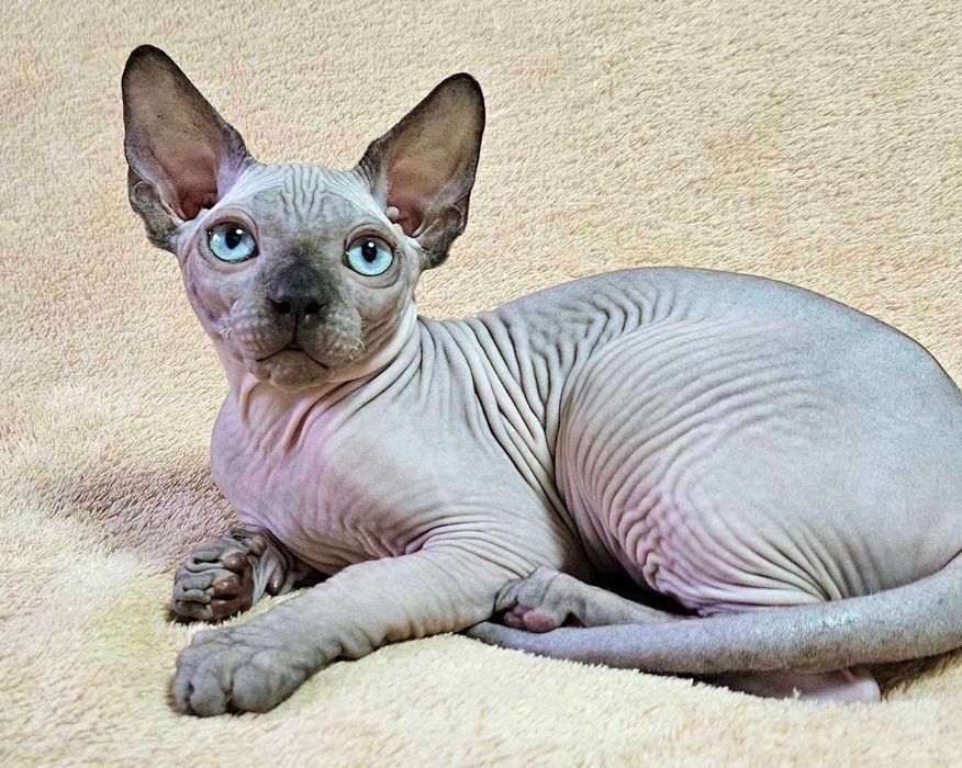 Хлопчик на ім"я Принц порода Ельф