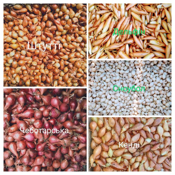 Озима цибуля саджанка, лук севок, сіянка, димка Радар, Штутгарт, Сноуб