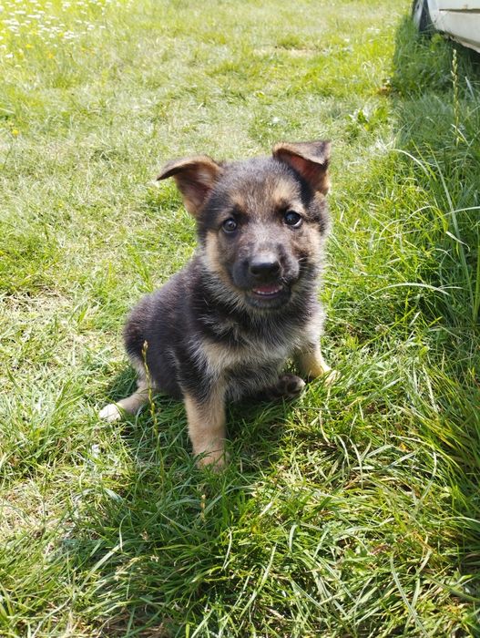 Продам цуценят німецької вівчарки