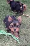 Yorkshire terrier szczenię