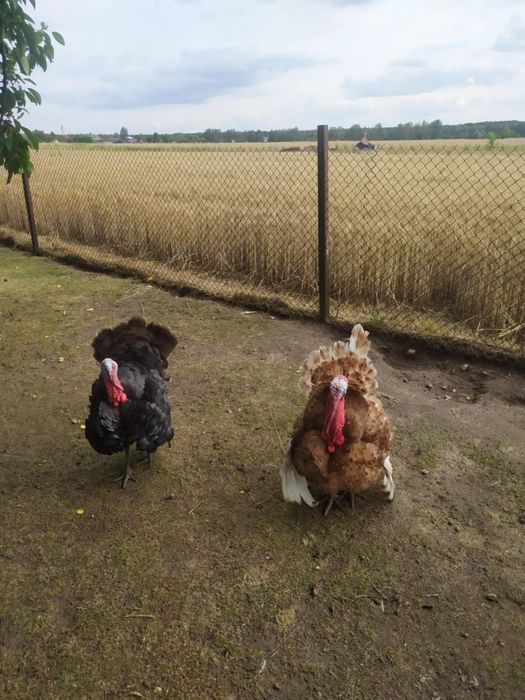 Roczne indyki / Indory.