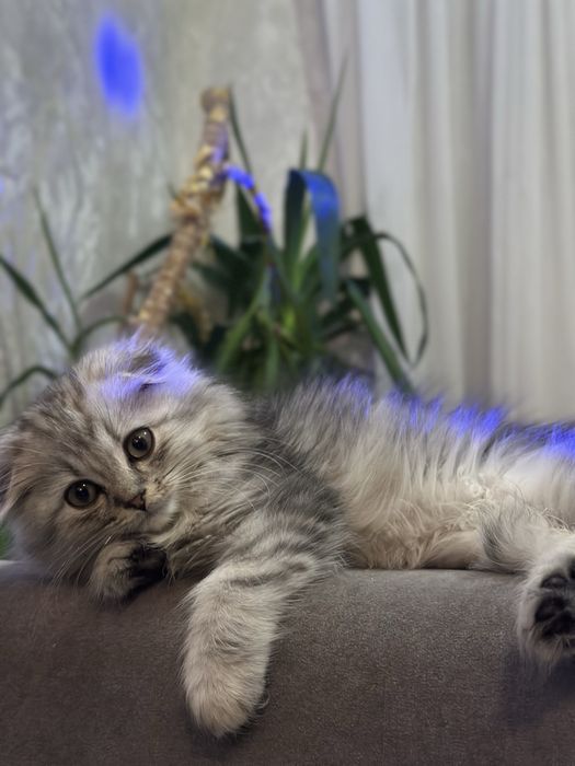 котик (мраморна шотландська віслоуха довгошерста кішечка)