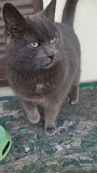 9 października zaginął 8 letni kot Florek,w typie niebieskiego rosyjsk