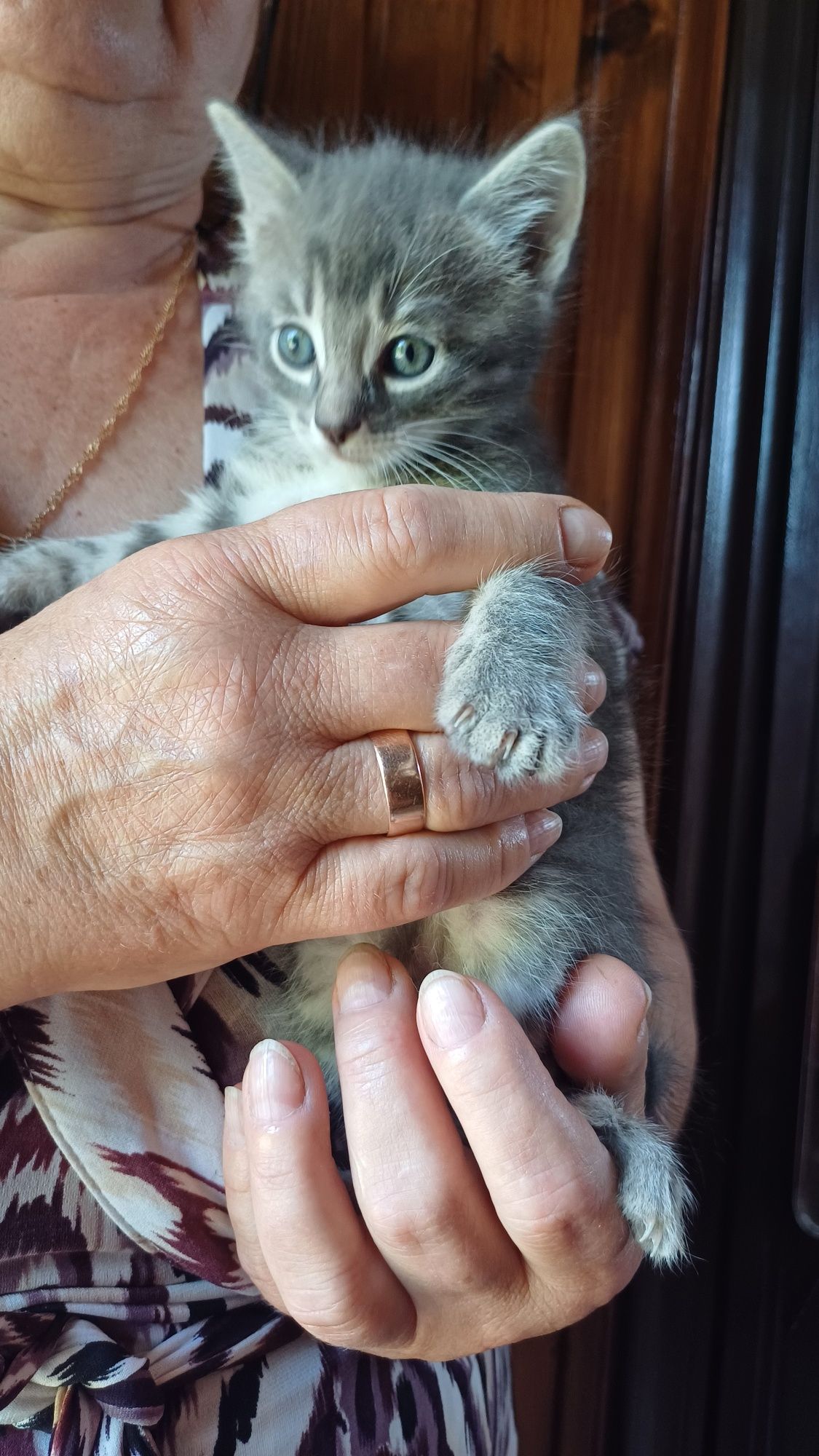 Чудові кошенятка безкоштовно в добрі руки