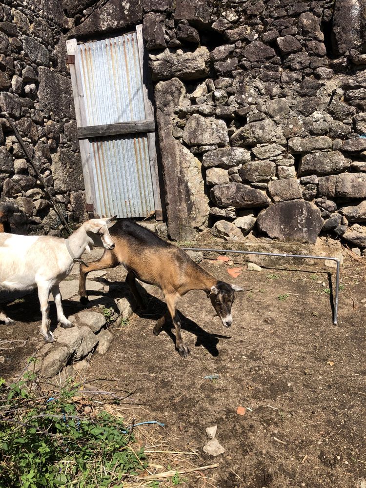 Vendo duas femeas novas