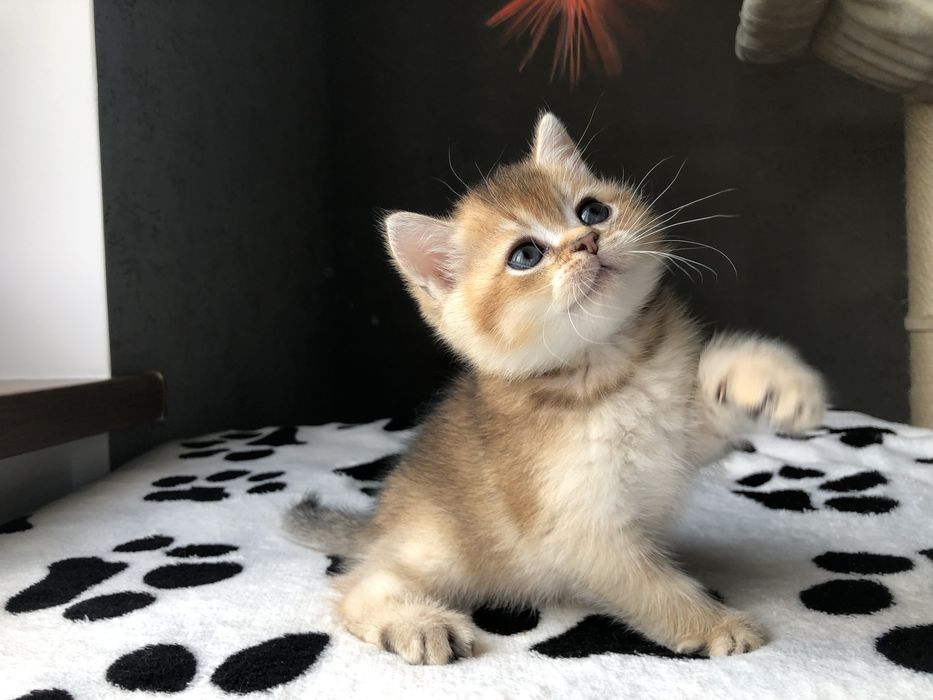 Золотий шиншиловий  Izum