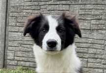 Suczka FCI border collie