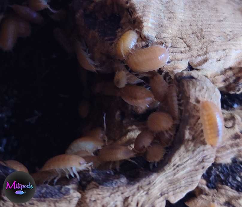 Isopods (Bicho-da-conta)