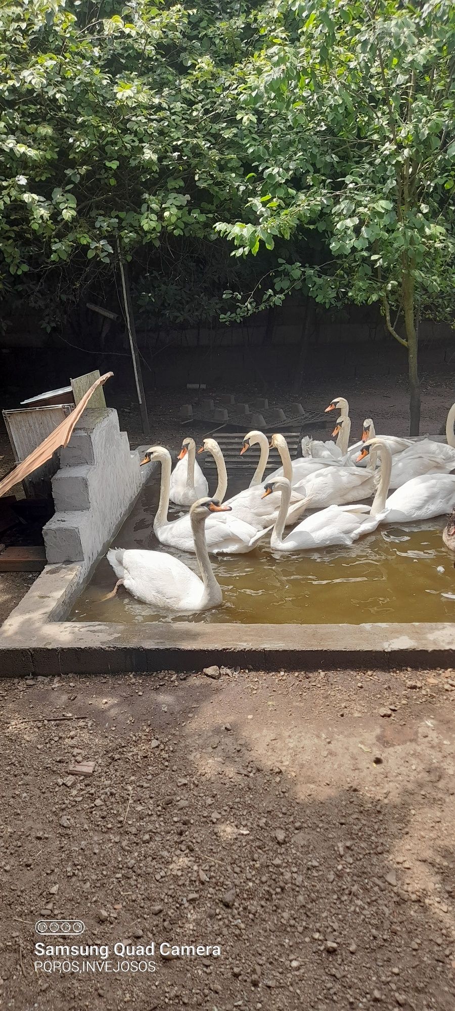 Casais de cisnes brancos adultos com idade reprodutora,