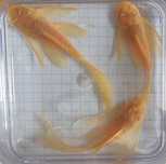 Ancistrus Albino ( ZŁOTY ) Weloniasty 5cm wysyłka