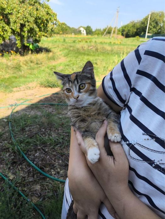 Кошенята шукають дім