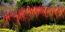 Imperata cylindryczna Red Baron 4 sadzonki