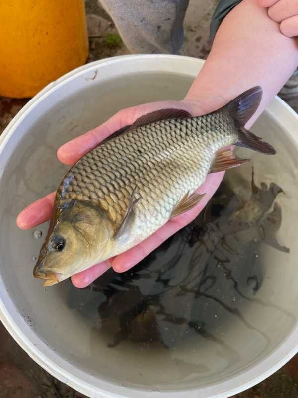 ryby do oczka i stawu karp koi karaś orfa wzdręga amur tołpyga jesiotr