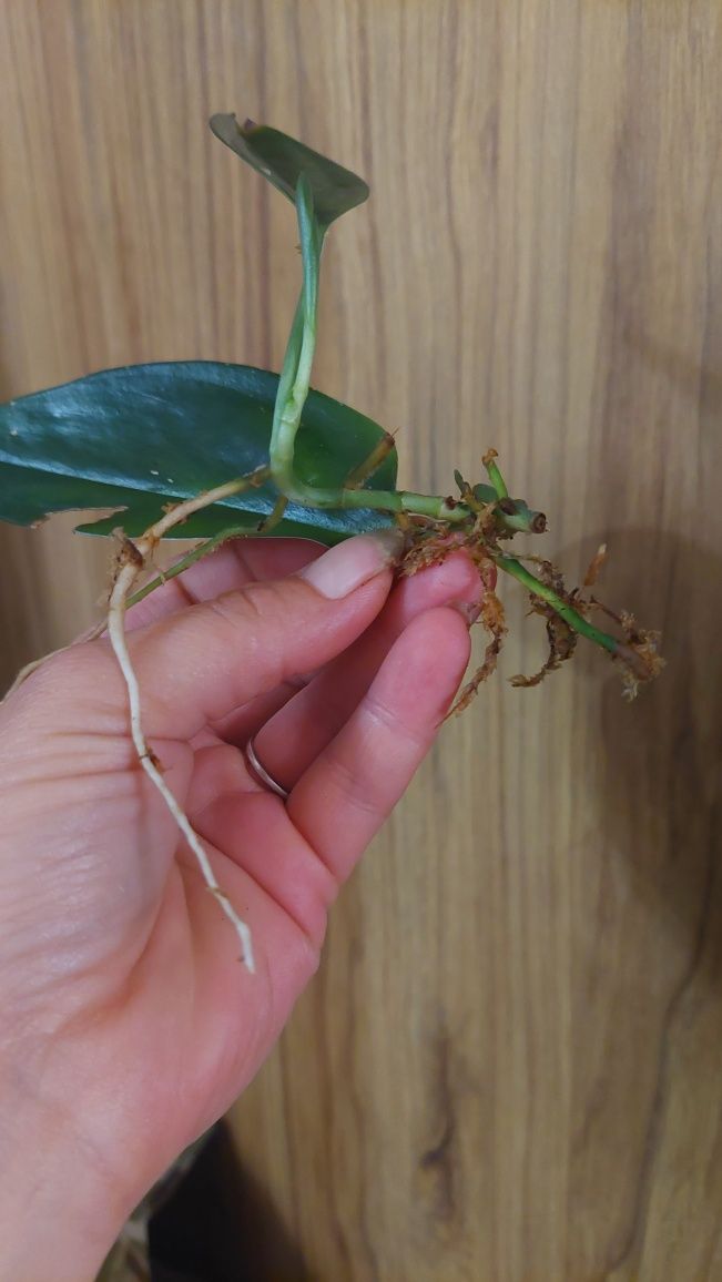 Scindapsus Dark Form, ukorzeniony