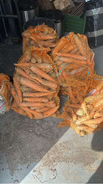 Marchew odpadowa