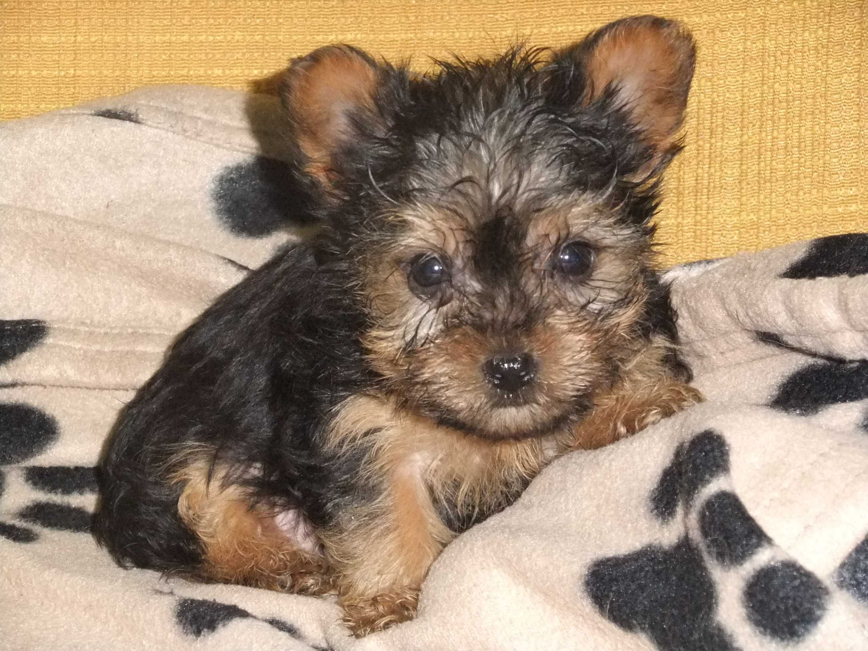 cachorro Yorkshire terrier