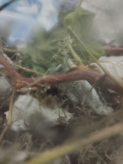 Oddam młode patyczaki