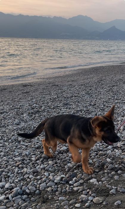 Owczarek niemiecki krótkowłosy SZCZENIAK - ojciec Mistrz Świata Junior