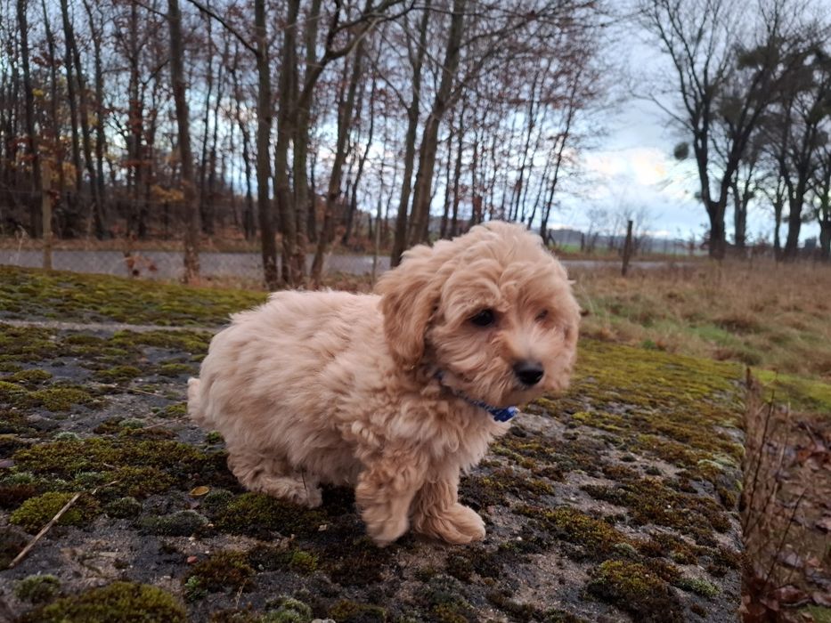 maltipoo szczeniak