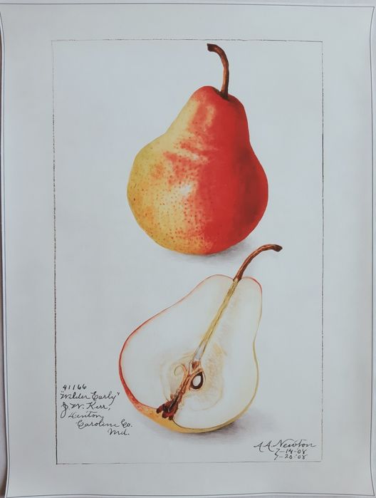 Gobelin na płótnie HD/Obrazek/Vintage Retro Fruit, Pear