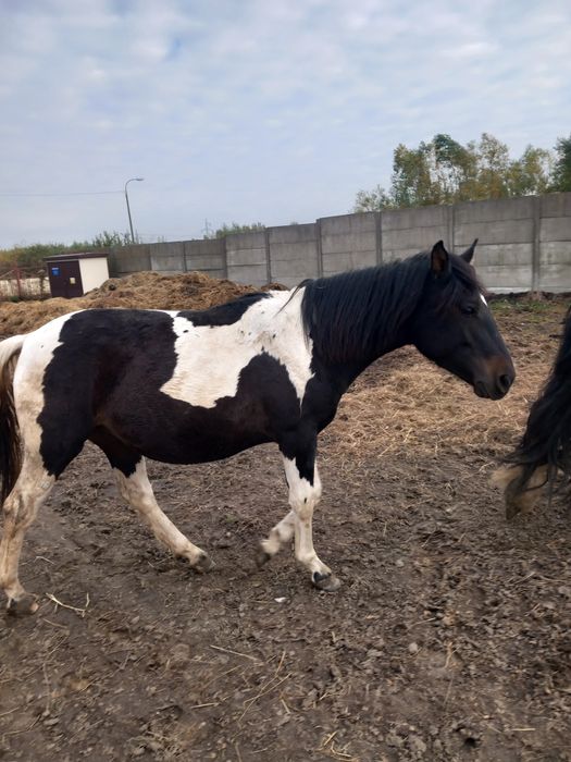 Sprzedam ogiera hucuła