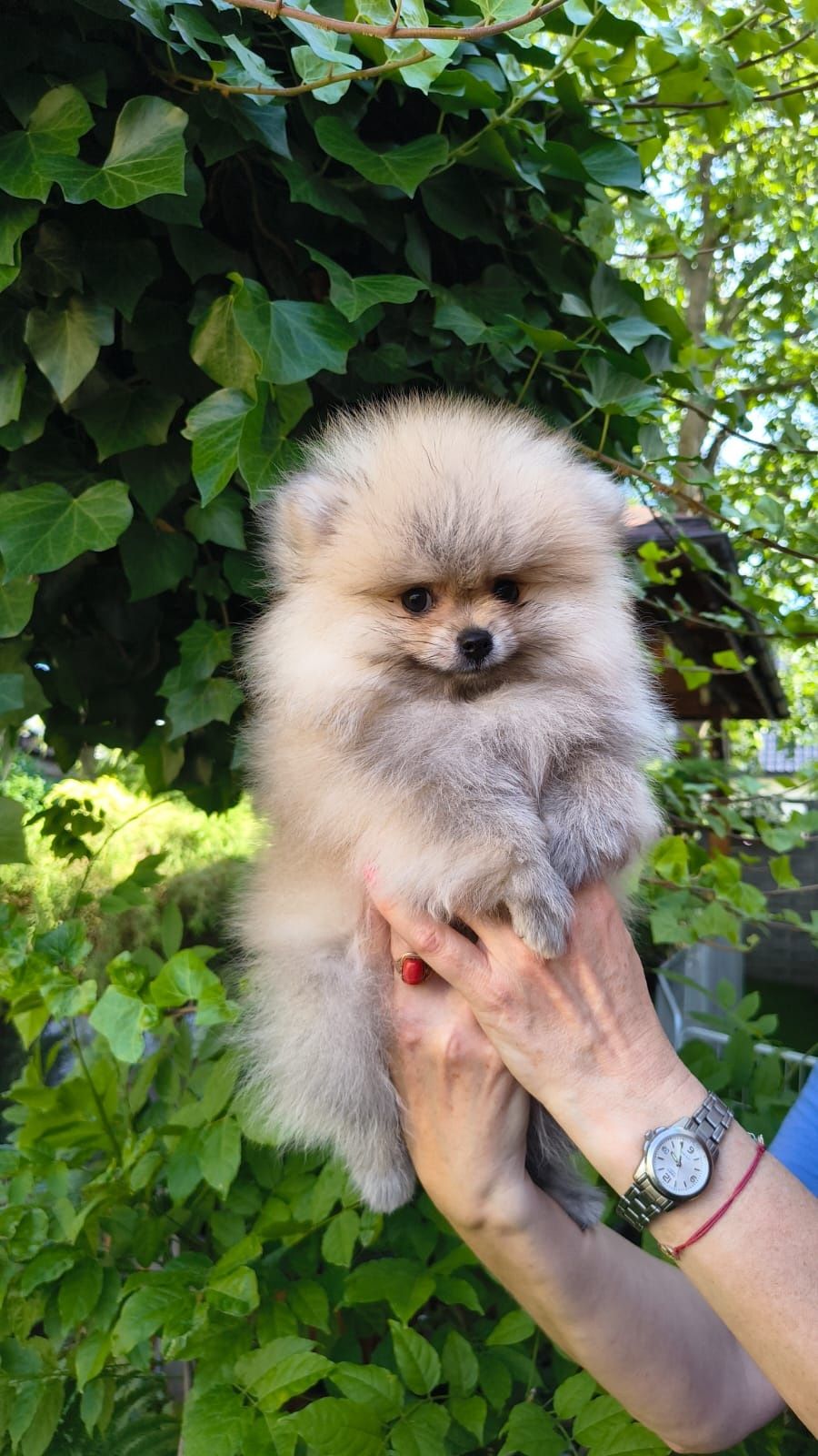 Szpic miniaturowy pomeranian