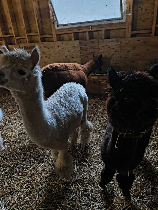 Alpaki samce oswojone