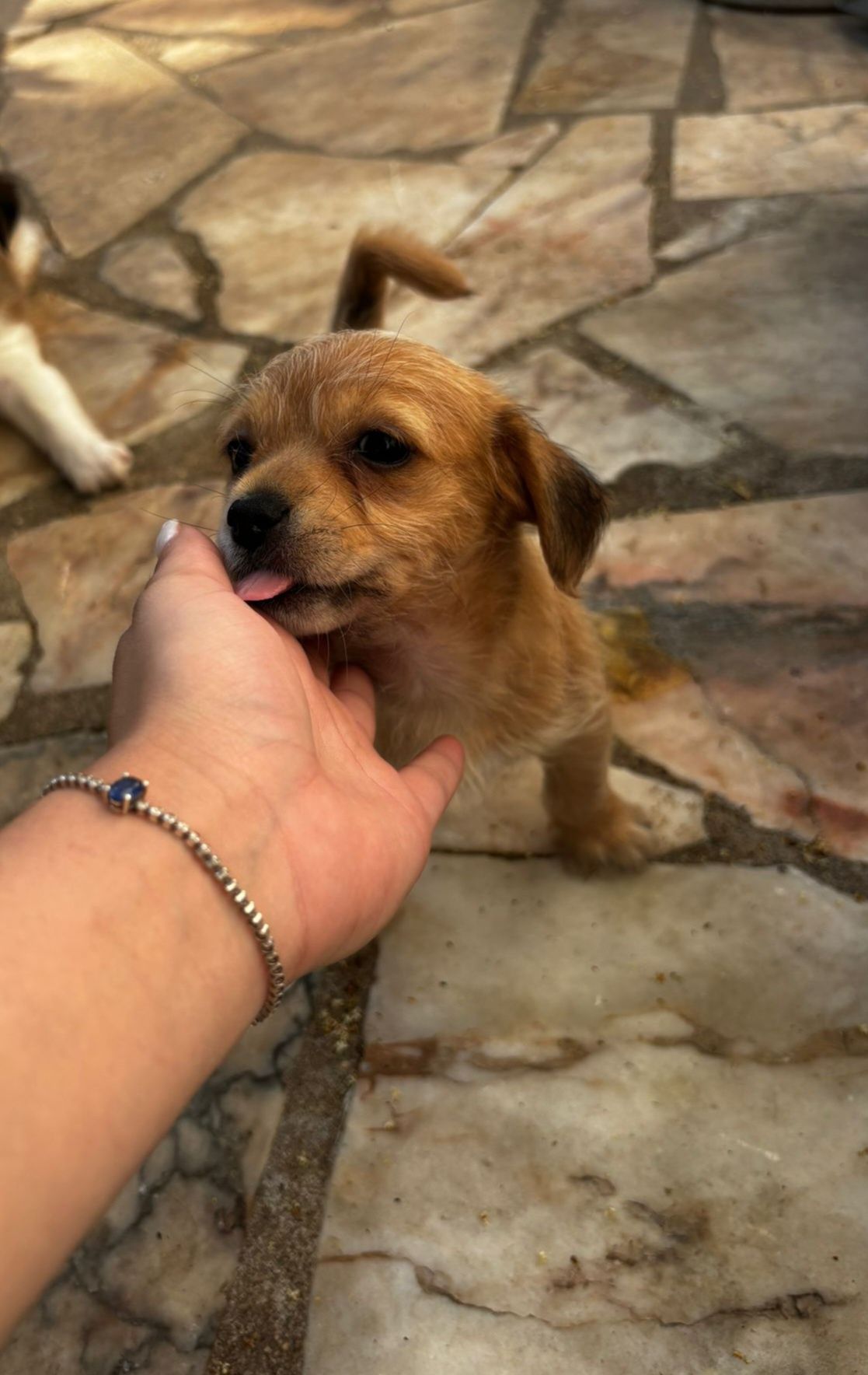 Cães para adoção