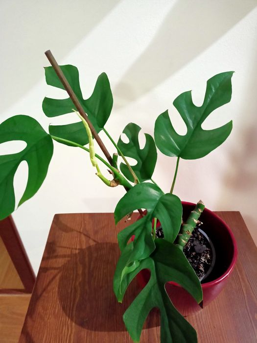 Monstera roślina