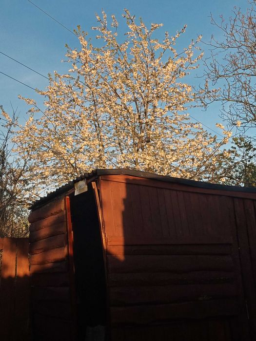 Ogródek działkowy ROD Grodziec