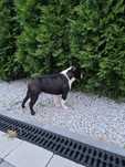 Reproduktor Boston Terrier - import FCI