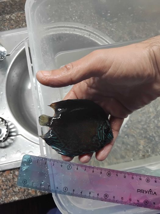 Discus - Vários - Peixes