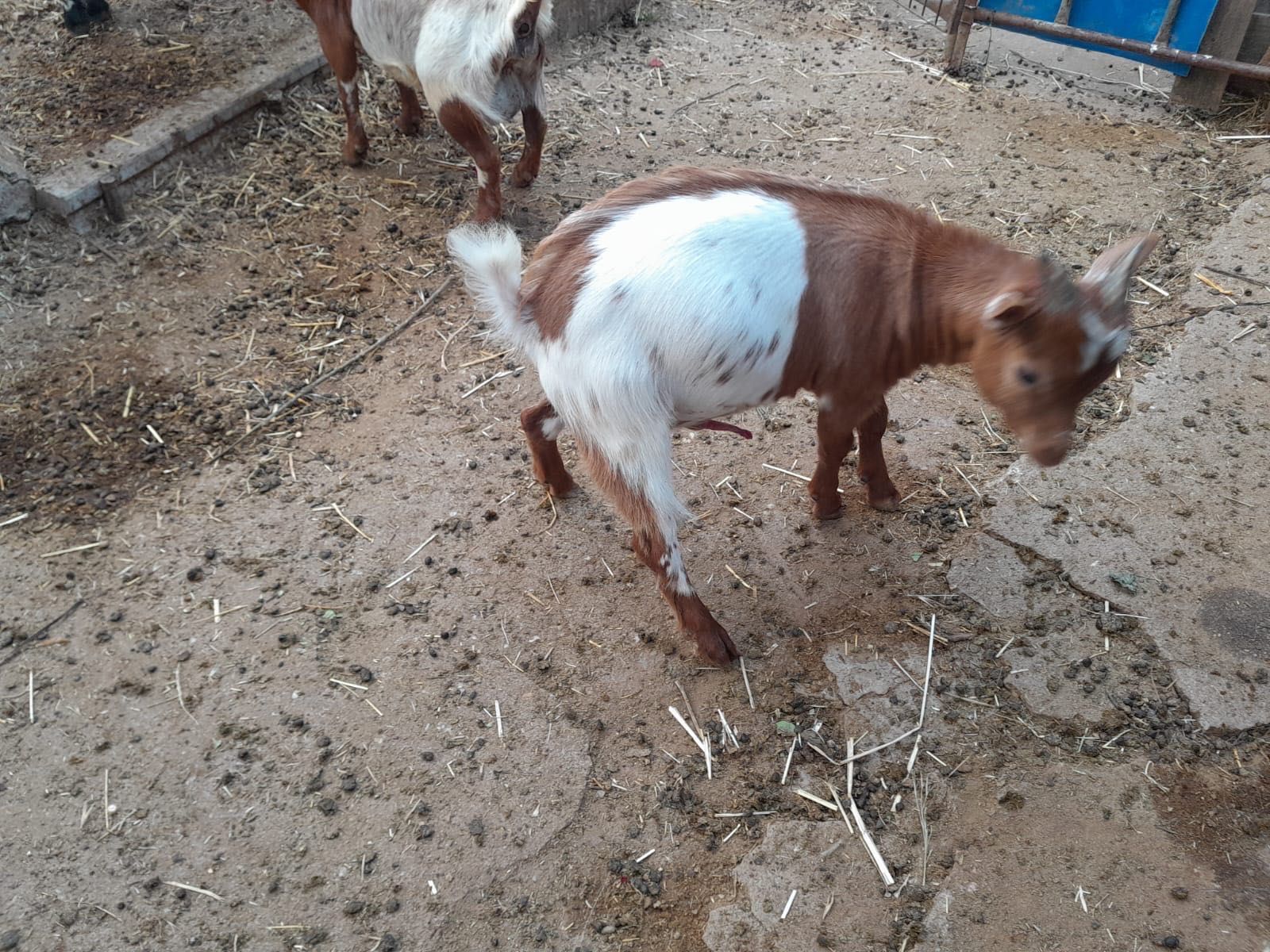 Vendo cabrito anão