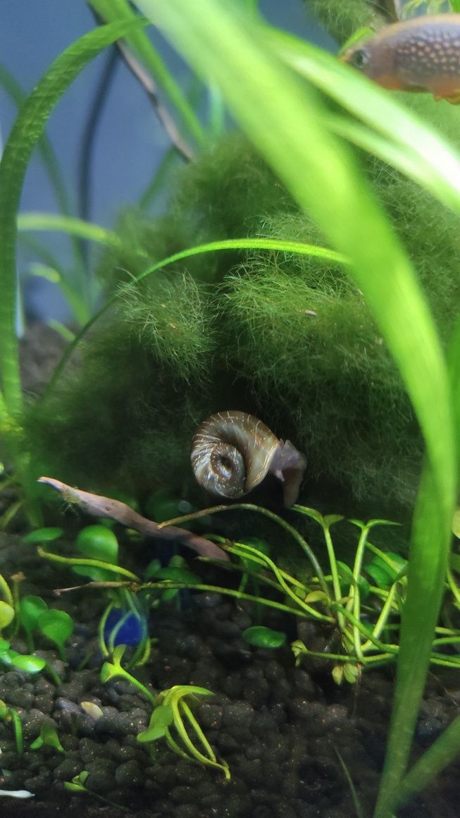 Vendo Planorbis planorbis água doce