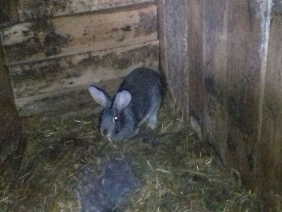 Молоді кролинята