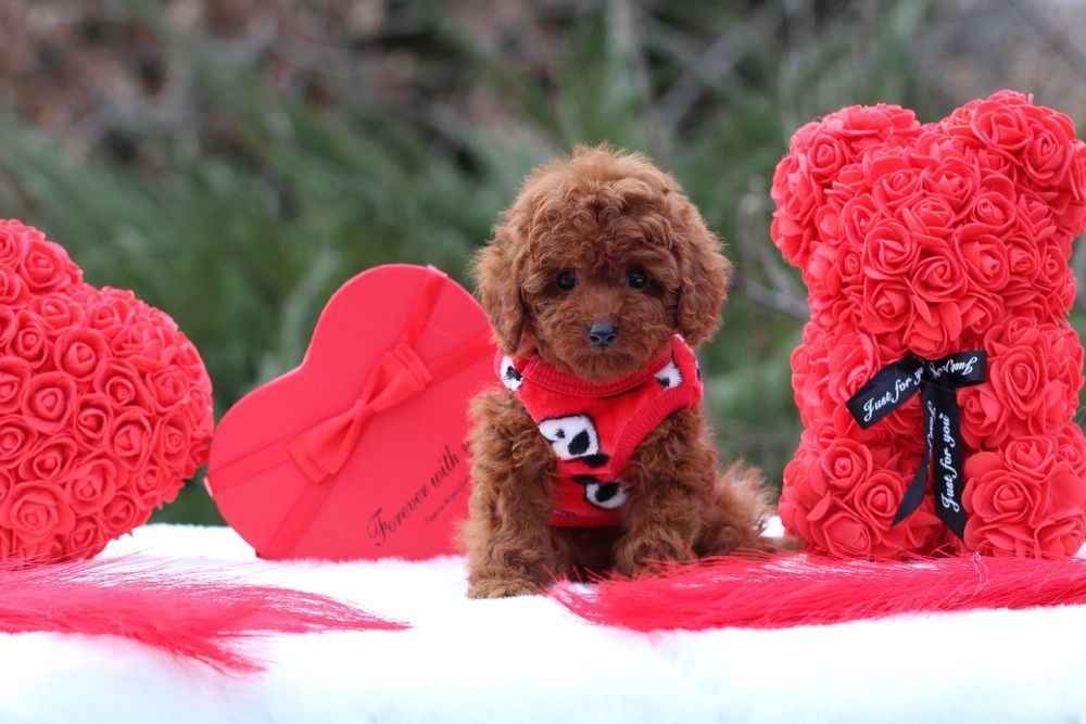 Maltipoo gotowy do odbioru