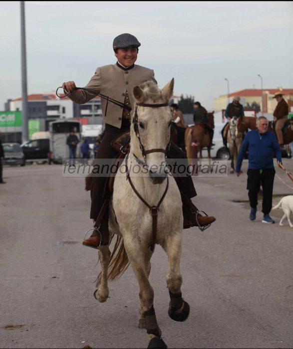 Vendo egua lusitana pura