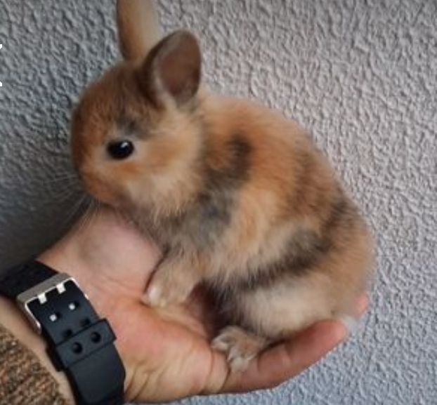 Coelhinhos anões várias raças