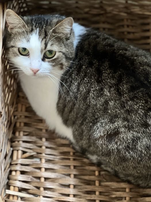 Cudowna kotka Malinka szuka domku