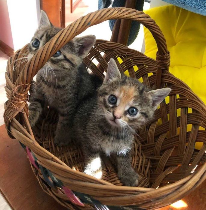 Котики в добрі руки