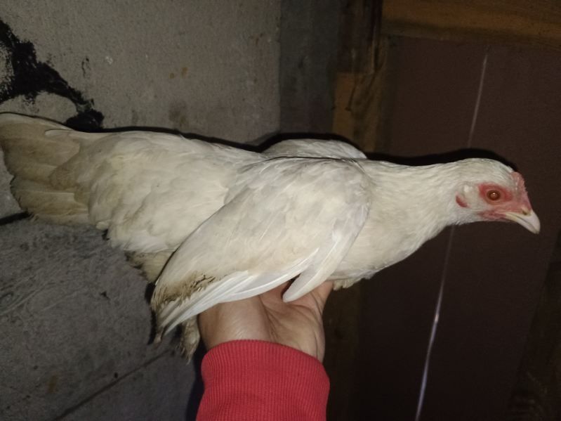 Karzełki łapciate 2+1