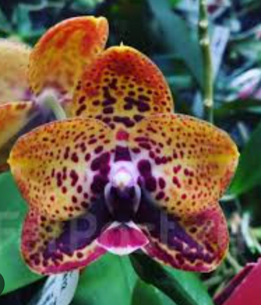 Орхидея ароматная Phal. Zheng Min Anaconda