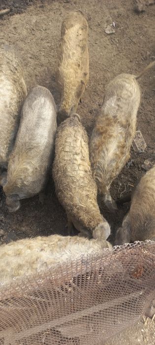 Венгерская мангалица живым весом